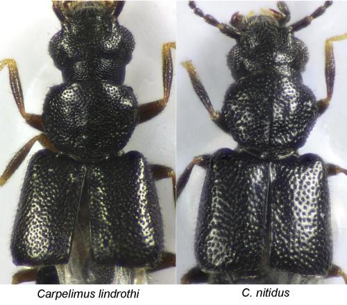 Réf. 319 270 : Carpelimus sp.